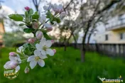 Casa in inima statiunii Covasna, cu gradina, vie si pomi fru 