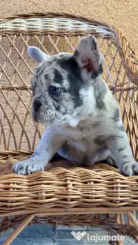 Bulldog Francez Blue Lilac Merle 