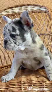 Bulldog Francez Blue Lilac Merle 