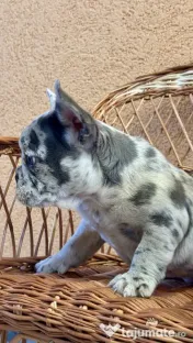 Bulldog Francez Blue Lilac Merle 