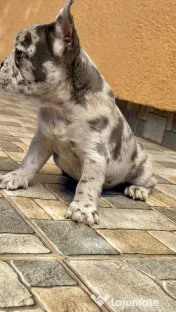 Bulldog Francez Blue Lilac Merle 