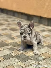 Bulldog Francez Blue Lilac Merle 