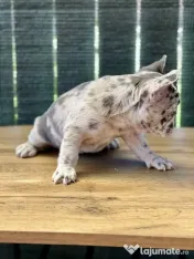 Bulldog Francez Blue Lilac Merle 