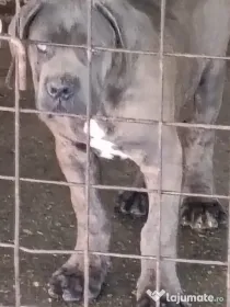 Căței Cane Corso