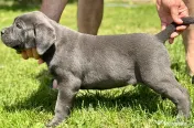 Căței Cane Corso 
