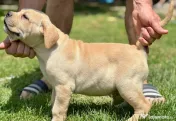 Căței Cane Corso 