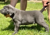 Căței Cane Corso 