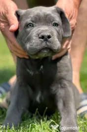 Căței Cane Corso 