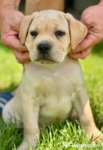 Căței Cane Corso
