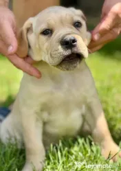 Căței Cane Corso 