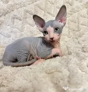 Pisica  Sphynx. 