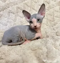 Pisica  Sphynx. 