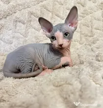 Pisica  Sphynx.