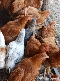 Vand puicuțe 2 kg