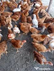 Vand puicuțe 2 kg 