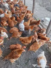 Vand puicuțe 2 kg 