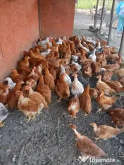 Vand puicuțe 2 kg 