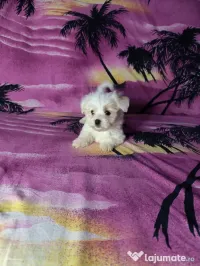 Pui Bichon Maltez Cu Carnet De Sănătate 