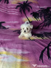 Pui Bichon Maltez Cu Carnet De Sănătate