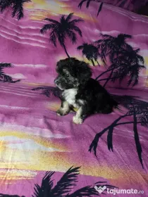 Pui Bichon Maltez Cu Carnet De Sănătate