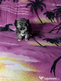 Pui Bichon Maltez Cu Carnet De Sănătate