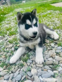 Husky   Siberian 