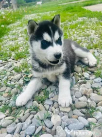 Husky Siberian