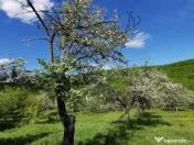 Teren de Vânzare, Budeasa Mica – Potrivit pentru Casă... 