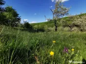 Teren de Vânzare, Budeasa Mica – Potrivit pentru Casă... 