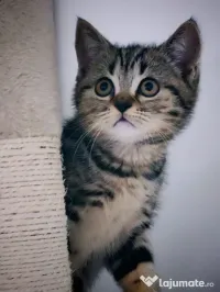 British shorthair 