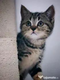 British shorthair