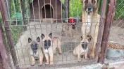 Căței malinos Ciobanesc belgian