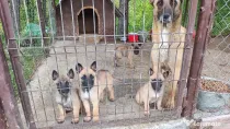 Căței malinos Ciobanesc belgian