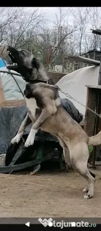 Kangal din părinți de pază 