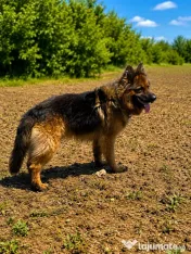 Ciobănesc german 