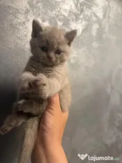 Pui British Shorthair 