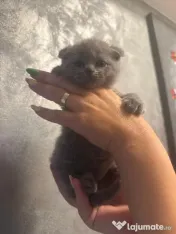 Pui British Shorthair 