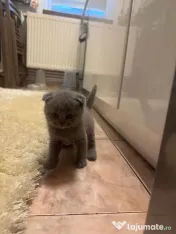 Pui British Shorthair 