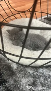 Pui British Shorthair 