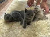 Pui British Shorthair 