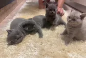 Pui British Shorthair 