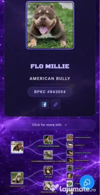 American bully pocket 