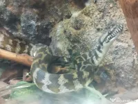 Șarpe Carpet Python 