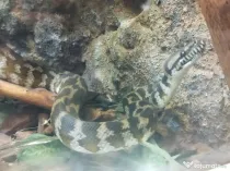 Șarpe Carpet Python