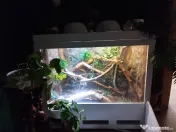 Șarpe Carpet Python
