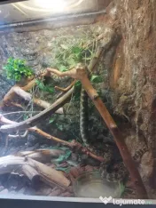 Șarpe Carpet Python