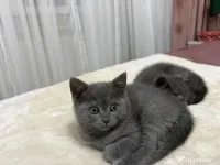 British Shorthair Blue 