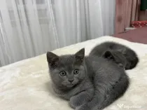 British Shorthair Blue