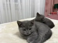 British Shorthair Blue 