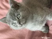 British Shorthair Blue 
